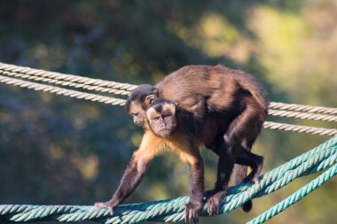 Biraz ip üzerinde yürüyen capuchin maymunu arkasına (Ceb