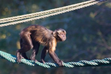 Biraz ip üzerinde yürüyen capuchin maymunu arkasına (Ceb