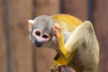 yellow squirrel monkey (Saimiri sciureus) clipart