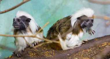 Geoffroy marmoset (Callithrix geoffroyi)