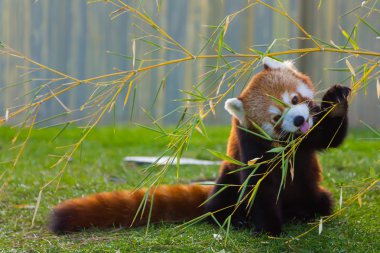Panda kırmızı veya küçük panda (Ailurus fulgens)