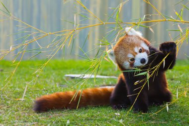 Panda kırmızı veya küçük panda (Ailurus fulgens)
