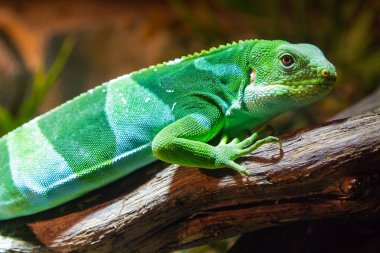 Fiji iguana (Brachylophus fasciatus)