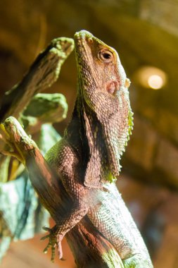 Clamidosaurio (Chlamydosaurus kingii)