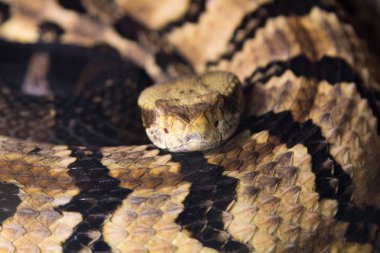 Çıngıraklı yılan (Crotalus atrox)