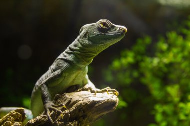 kadın ortak basilisk (Basiliscus basiliscus)
