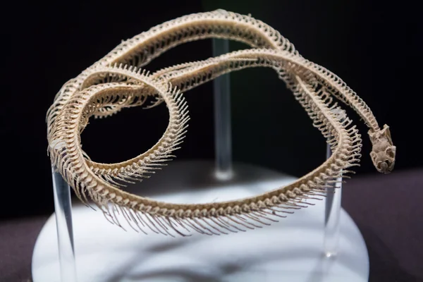 완전 한 해골 뱀 — 스톡 사진