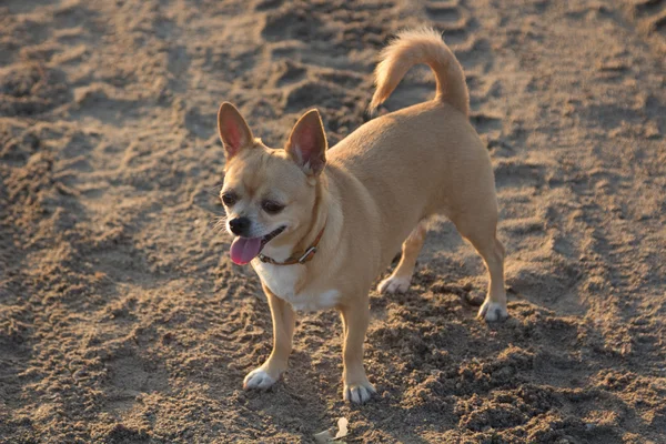 Small chihuahua walking on the beach — Stock Photo, Image