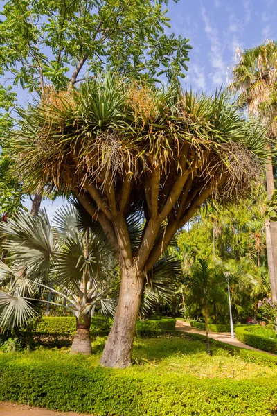 Palmera pequeña (Cordyline australis) en un parque — Foto de Stock