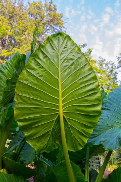 Folhas de taro gigantes (Alocasia ) — Fotografia de Stock