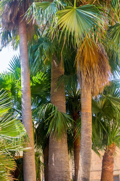 Nice group of palms — Stock Photo, Image