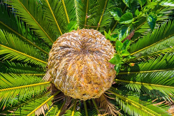 Centro da palma Cycas revoluta — Fotografia de Stock