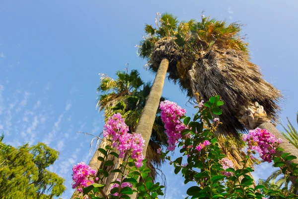 Hermosas palmeras y flores en el Parque de Málaga, España —  Fotos de Stock