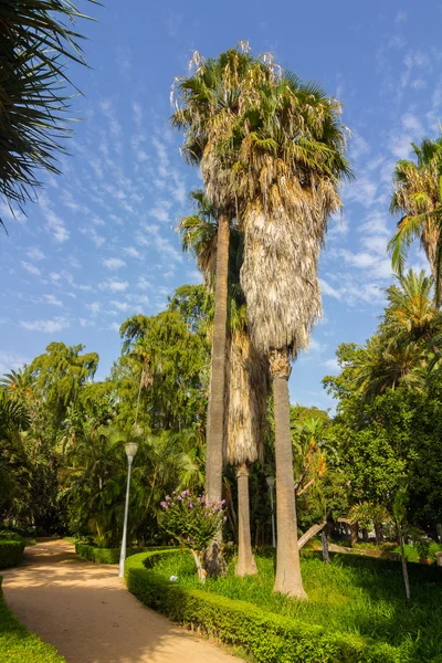 Beautiful palm trees in the Park of Malaga, Spain — Stock Photo, Image