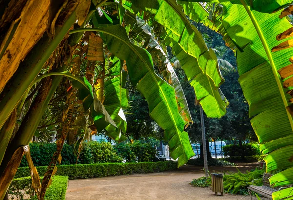 Fák és a növényzet, a leveles Park, Malaga, Spanyolország — Stock Fotó