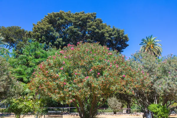 Все деревья в садах Реального Алькасара Севильи — стоковое фото