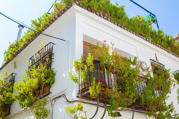 Typische Fenster mit Gittern und dekorativen Blumen in der Stadt — Stockfoto