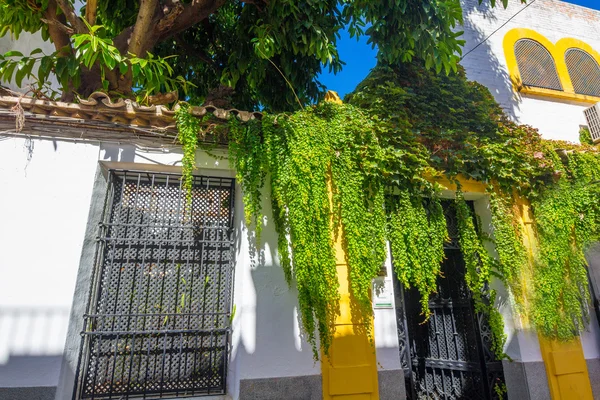 Casas caiadas típicas ao longo das ruas da cidade de Cord — Fotografia de Stock