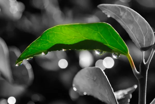 Folha verde abstrata com gotas de água brilha — Fotografia de Stock