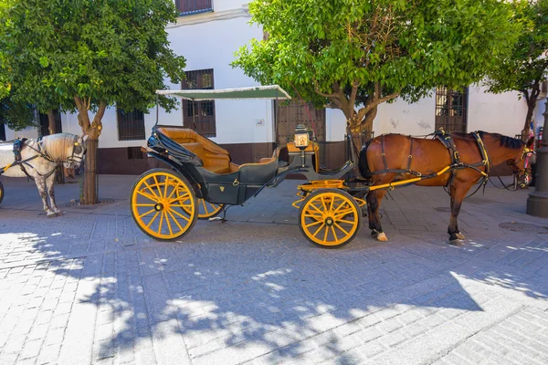 Piuttosto tipici cavalli andalusi con carrozze a Siviglia, Spai — Foto Stock