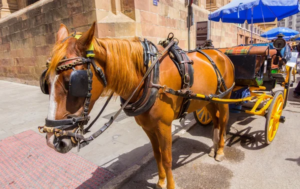 Piuttosto tipici cavalli andalusi con carrozze a Siviglia, Spai — Foto Stock