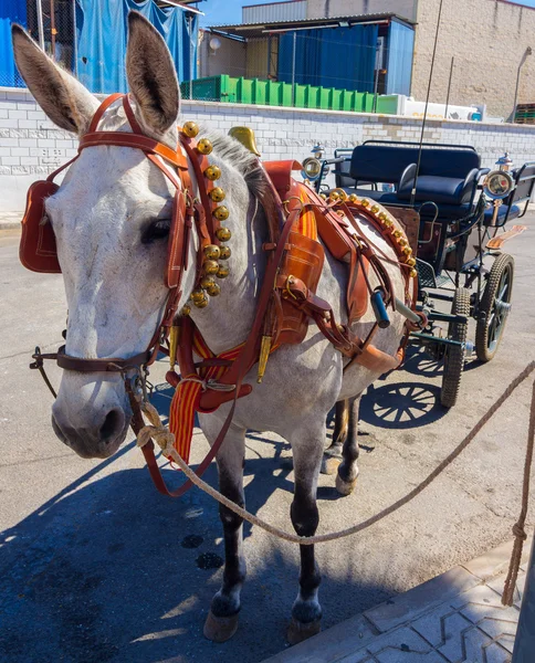 Beautiful horse pulling a carriage bells and participate in the — Stock Photo, Image