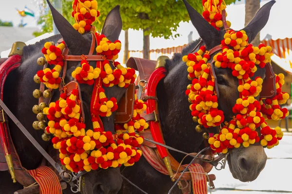 Bonitos cavalos com ornamentos coloridos participar do famoso — Fotografia de Stock