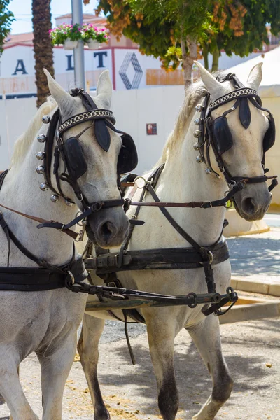 ANDUnice pareja de caballos blancos andaluces con sus preparaciones — Foto de Stock