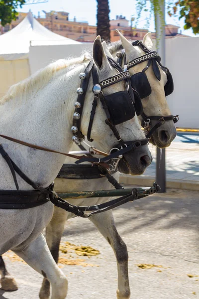 Andunice paar witte Andalousische paarden met hun voorbereidingen — Stockfoto