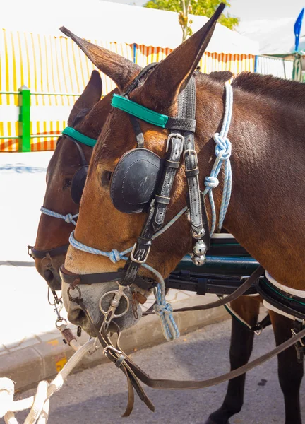 Marrom belo casal de cavalos andaluzes com seus preparativos — Fotografia de Stock