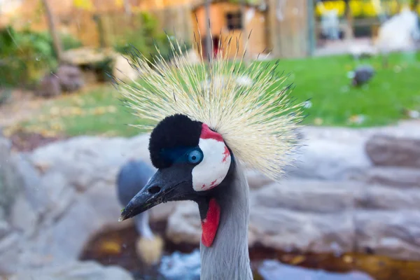 Korunován jeřáb (balearica regulorum) — Stock fotografie