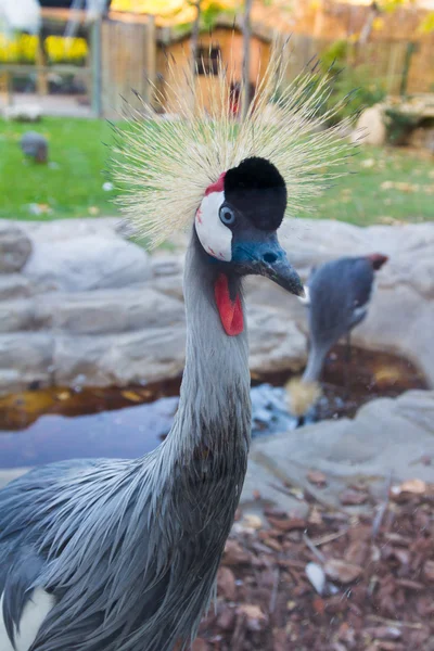 Gekroonde Crane (Balearica Regulorum) — Stockfoto