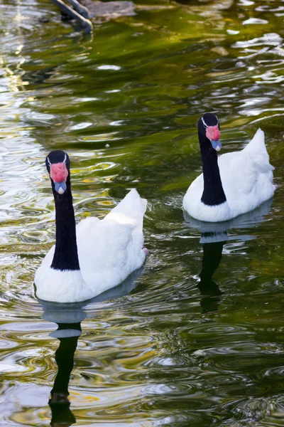 Necked Swan (Cygnus melancoryphus) — Stock Photo, Image