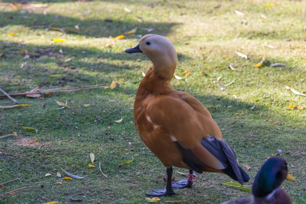 Gargantillo duck (Anas bahamensis) — Stock Photo, Image