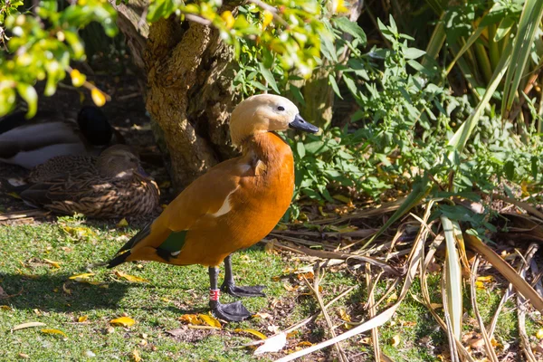 Gargantillo 鴨 (Anas bahamensis) — ストック写真