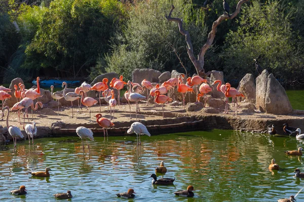 Almindelig Flamingo (Phoenicopterus ruber ) - Stock-foto