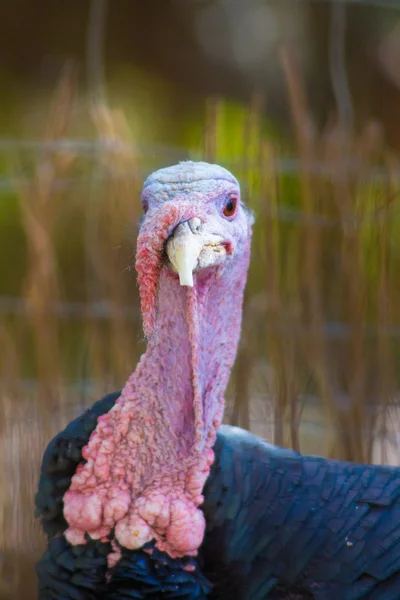 Domestic turkey — Stock Photo, Image