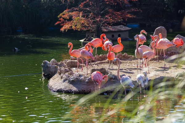 Frequentes Flamingo (Phoenicopterus ruber ) — Fotografia de Stock