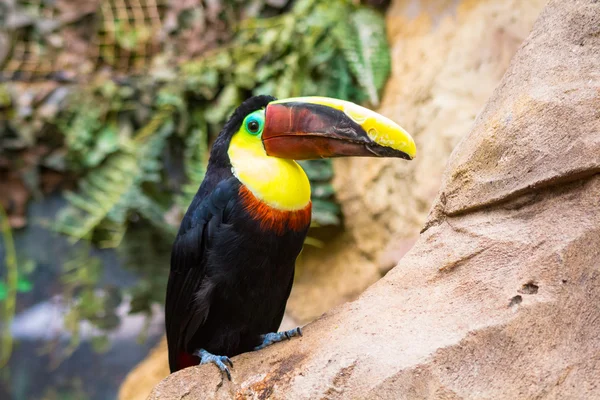 Tucan Toco (Ramphastos toco) — Stock Photo, Image