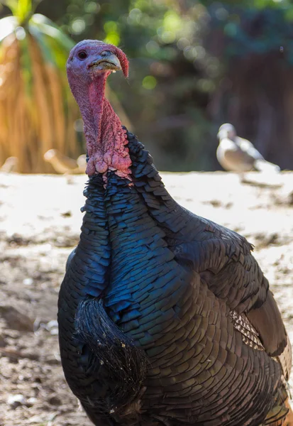 Pavo doméstico — Foto de Stock