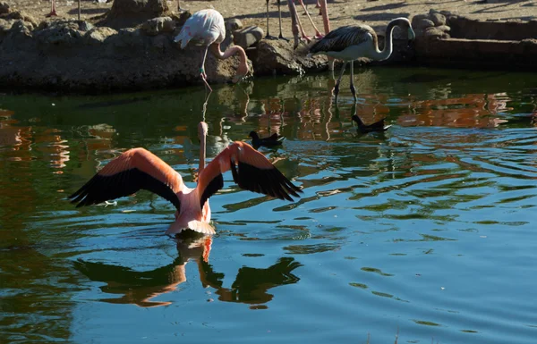 Flamenco común (Phoenicopterus ruber ) — Foto de Stock