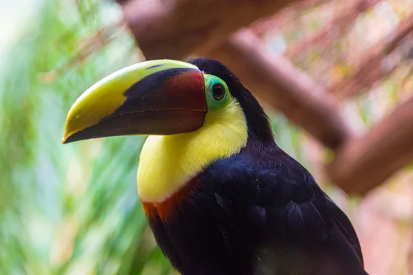 Тукан Токо (Ramphastos toco) ) — стоковое фото