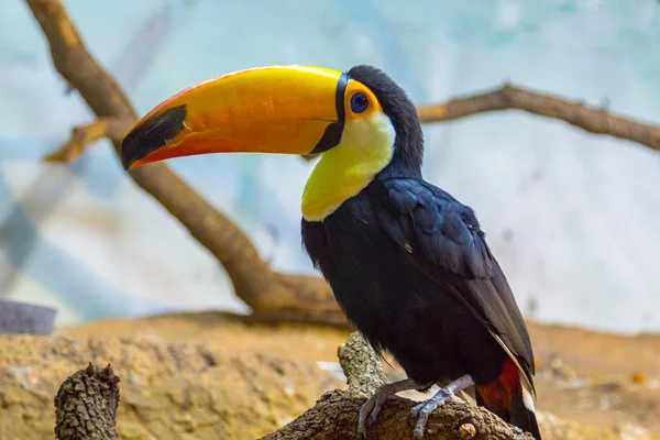 Тукан Токо (Ramphastos toco) ) — стоковое фото