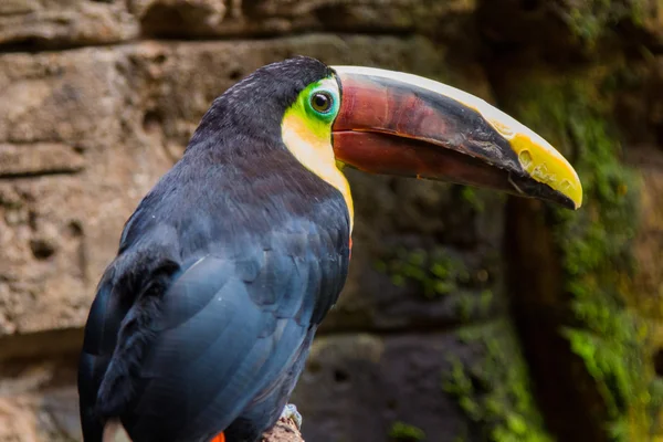 Тукан Токо (Ramphastos toco) ) — стоковое фото