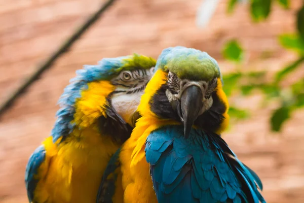 Pareja de Guacamayo Azul y Amarillo (Ara Ararauna) — Stock Photo, Image