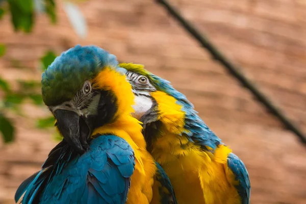 Pareja de Guacamayo Azul y Amarillo (Ara Ararauna) — Stock Photo, Image