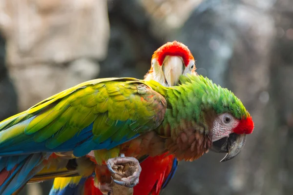 Pretty couple of multicolored parrots — Stock Photo, Image