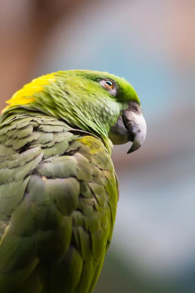 Nice colorful parrot — Stock Photo, Image