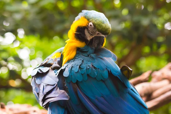 Blauwe en gele Ara (Ara Ararauna) — Stockfoto