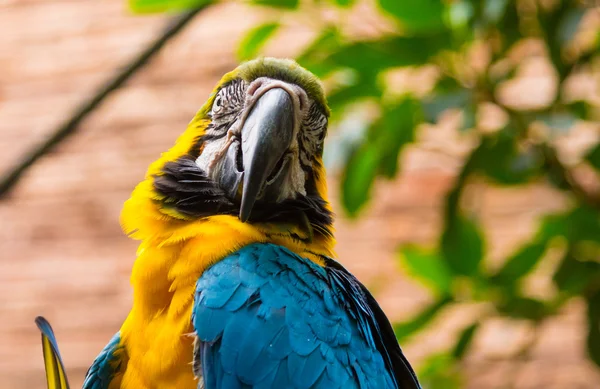 Blue and Yellow Macaw (Ara ararauna) — Stock Photo, Image